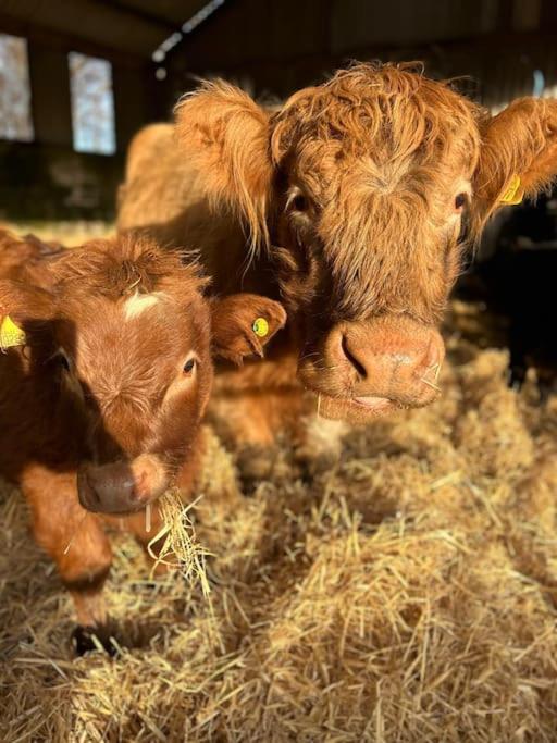 Highland Rural Farm Retreat,Loch Ness, Nc500, Beauly Villa Inverness Ngoại thất bức ảnh